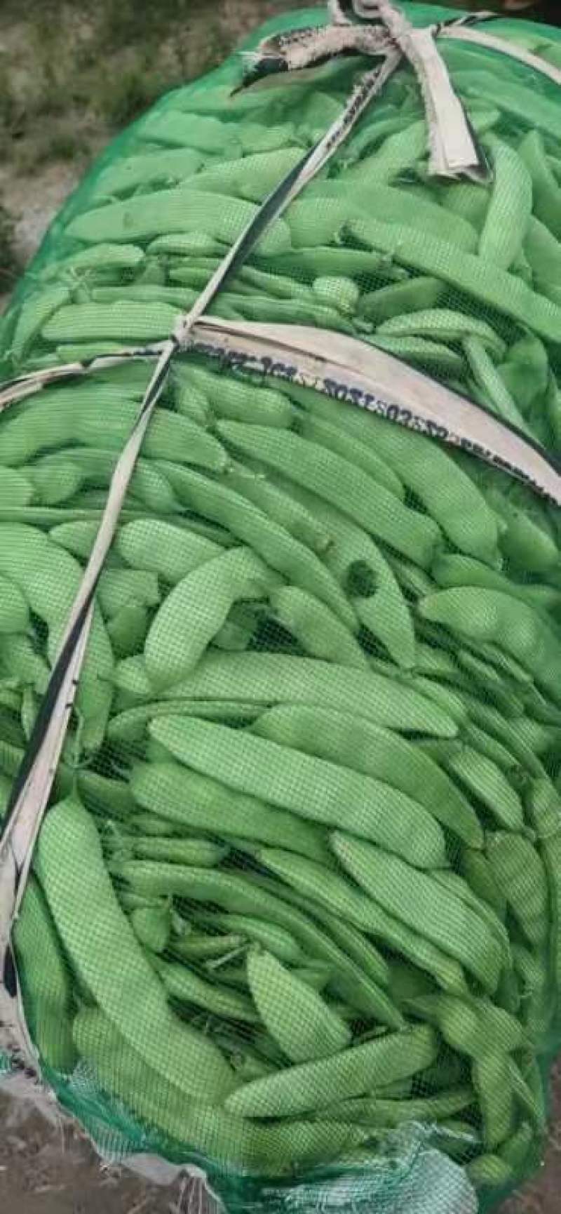 大油豆角，小油豆角大量上市，产地直供保质保量，代收代发