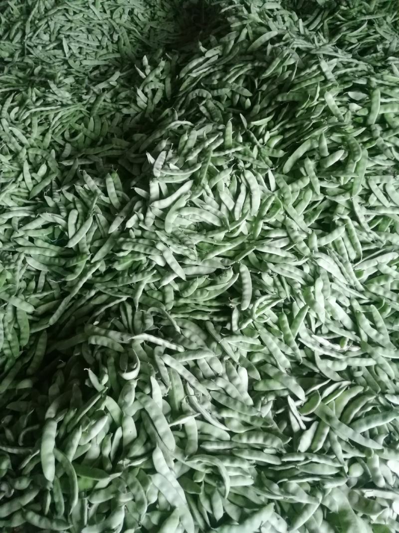 大油豆角，小油豆角大量上市，产地直供保质保量，代收代发