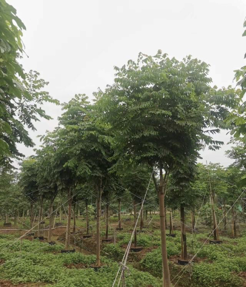 大量出售各规格的国庆花有须联系我价格优惠