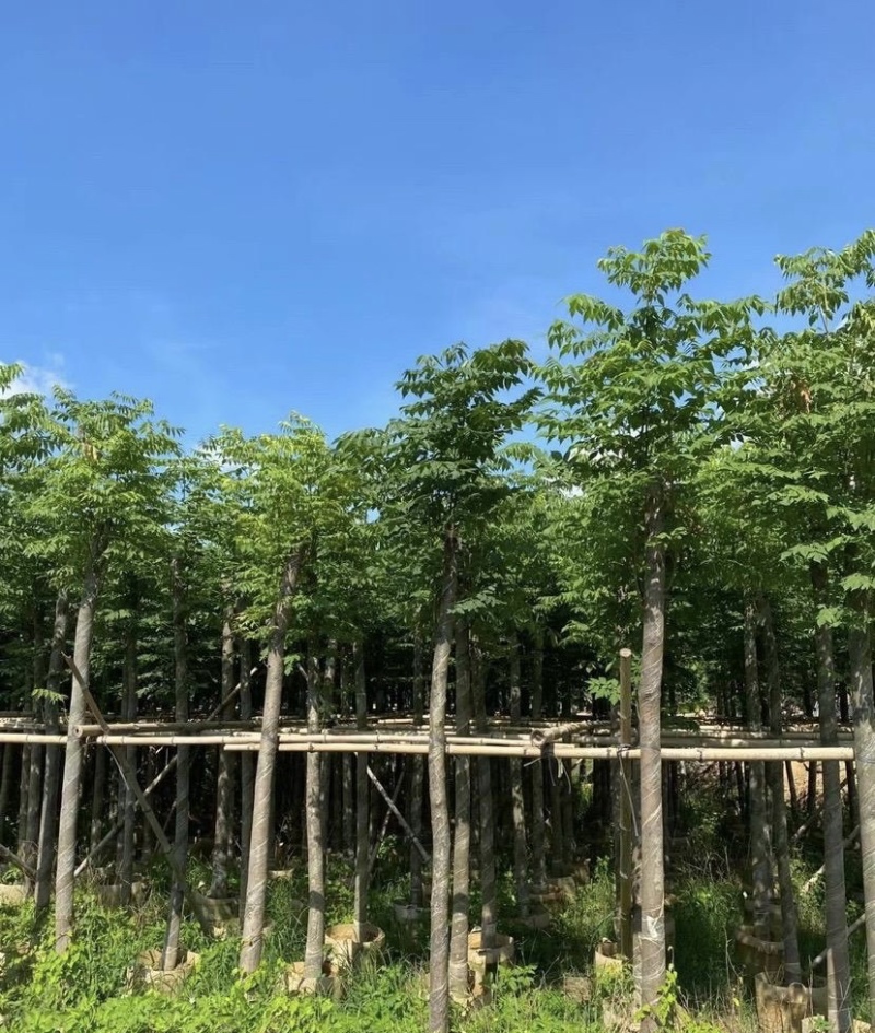 大量出售各规格的国庆花有须联系我价格优惠