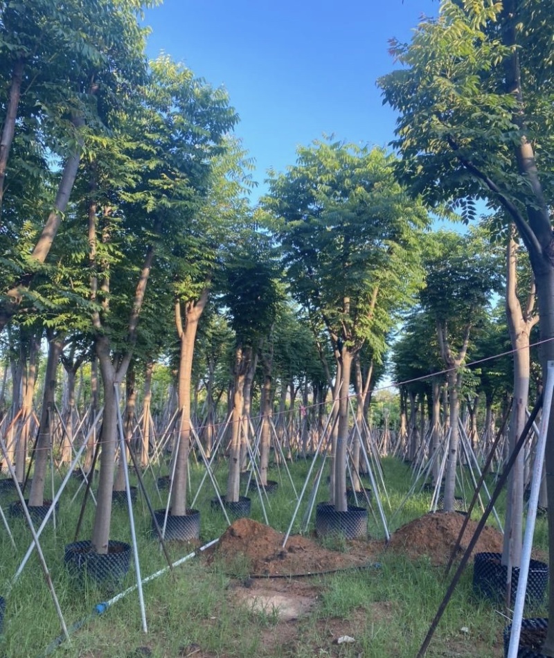 大量出售各规格的国庆花有须联系我价格优惠
