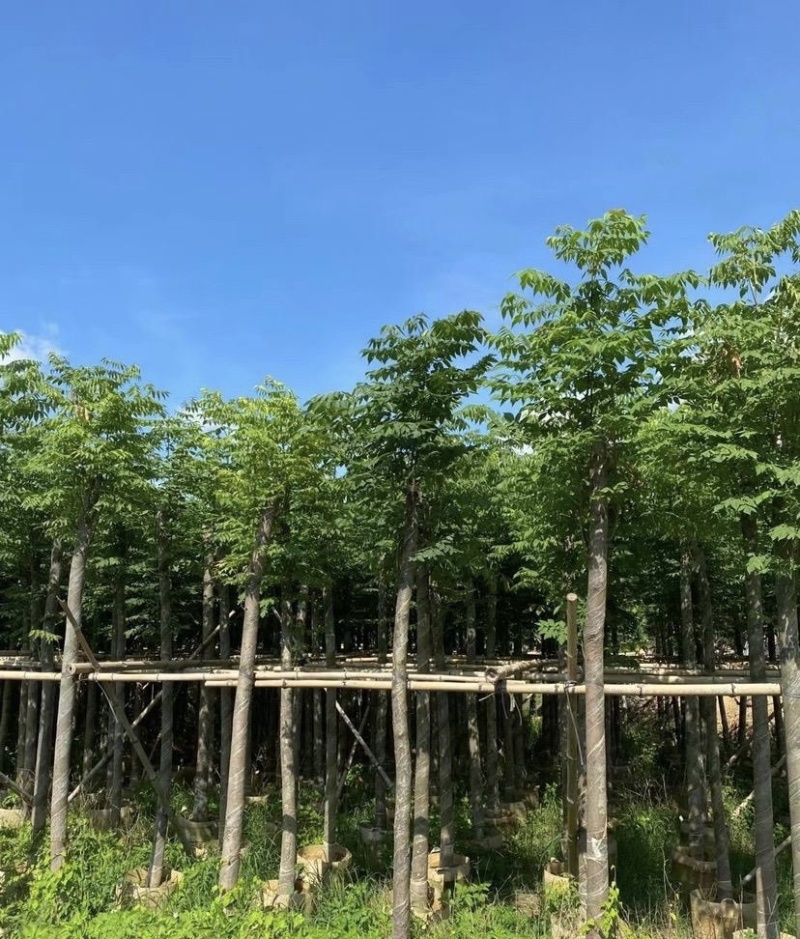 大量出售各规格的国庆花有须联系我价格优惠