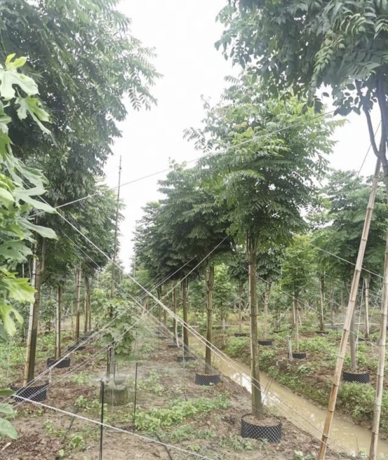大量出售各规格的国庆花有须联系我价格优惠