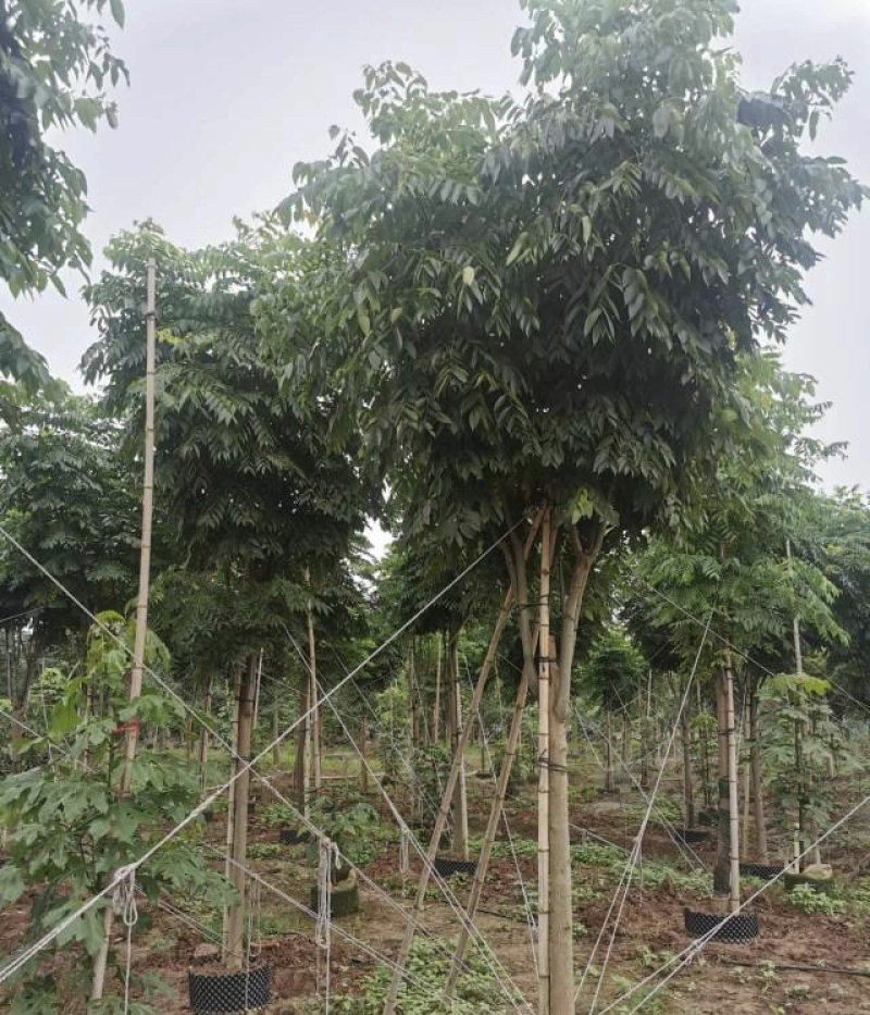 大量出售各规格的国庆花有须联系我价格优惠