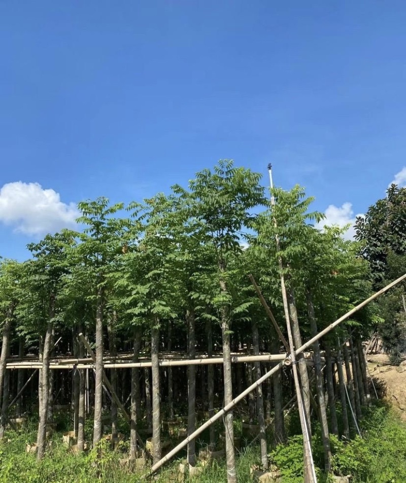 大量出售各规格的国庆花有须联系我价格优惠