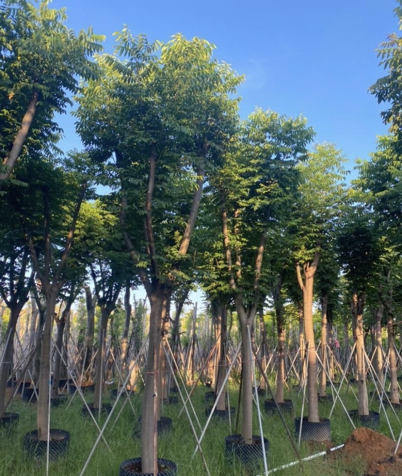 大量出售各规格的国庆花有须联系我价格优惠