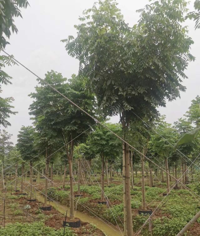 大量出售各规格的国庆花有须联系我价格优惠
