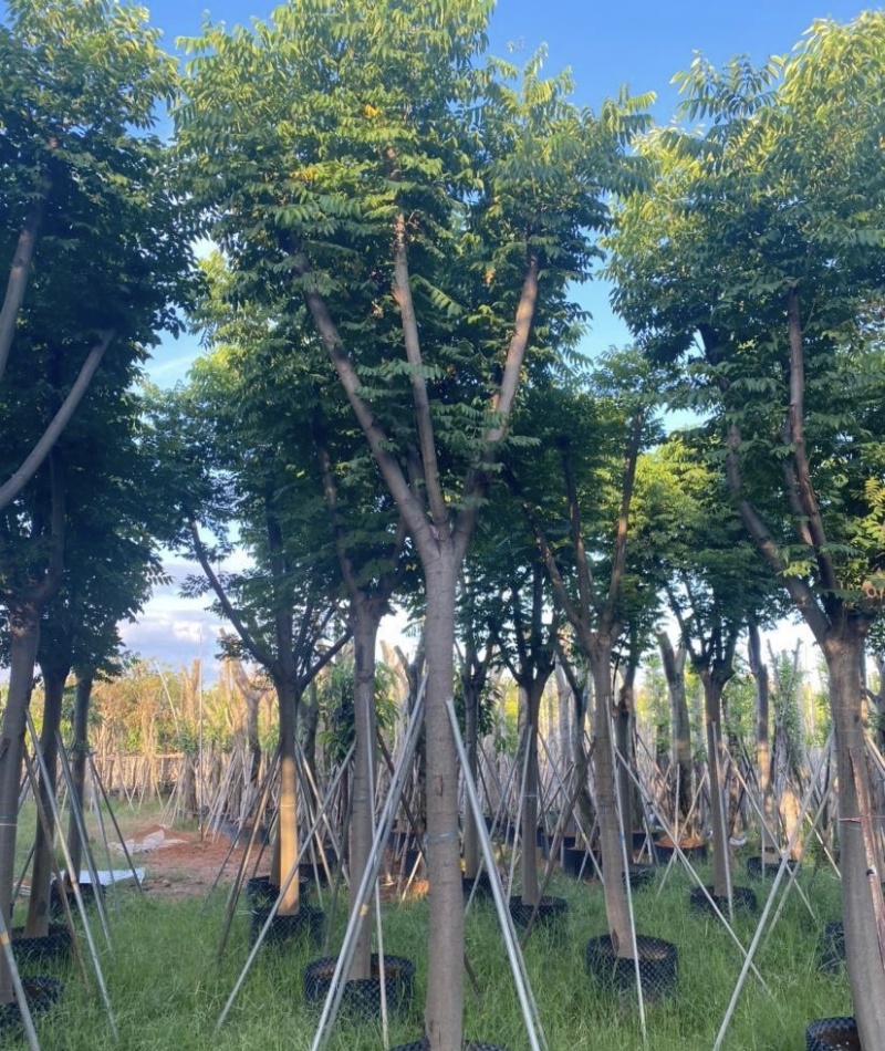 大量出售各规格的国庆花有须联系我价格优惠