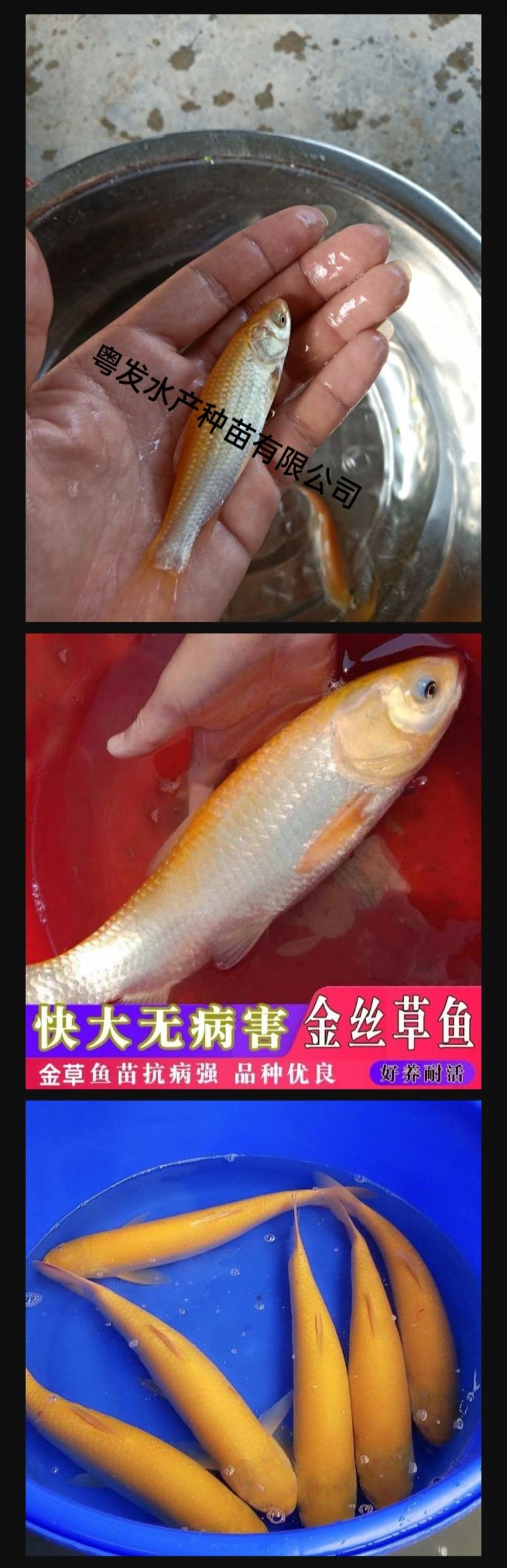俄罗斯金草鱼苗、金丝鲩鱼苗、黄金鲩鱼苗