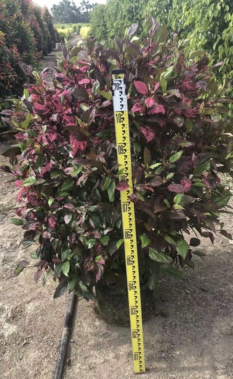 大量出售各规格的七彩大红花有须联系我价格优惠