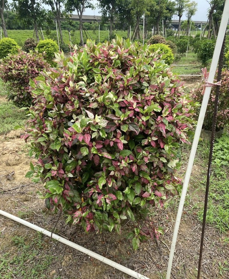 大量出售各规格的七彩大红花有须联系我价格优惠