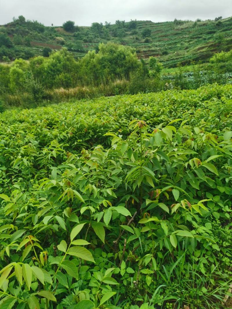 核桃苗云新系列香玲大袍大麻新疆核桃技术服务包挂果
