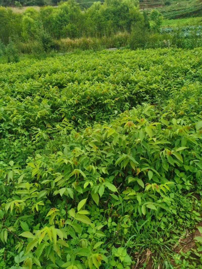 核桃苗云新系列香玲大袍大麻新疆核桃技术服务包挂果