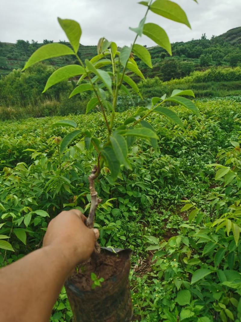 核桃苗云新系列香玲大袍大麻新疆核桃技术服务包挂果