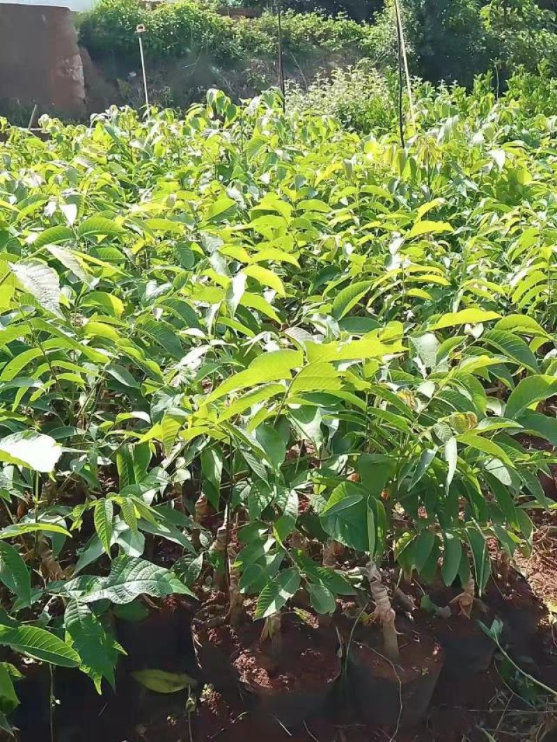核桃苗云新系列香玲大袍大麻新疆核桃技术服务包挂果