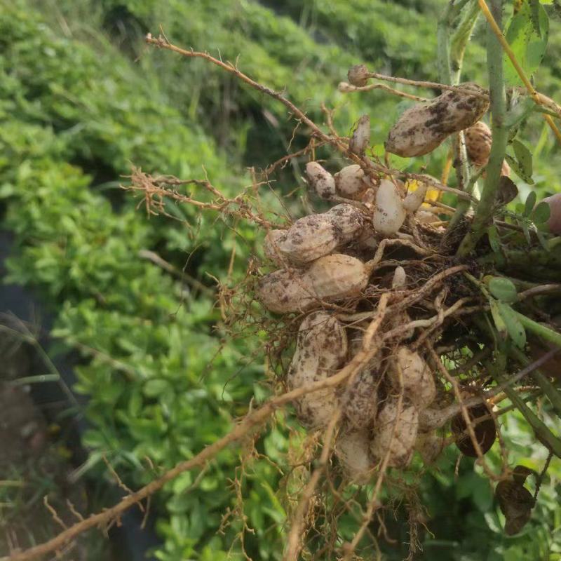 元谋县花生红米花生大量现货供应