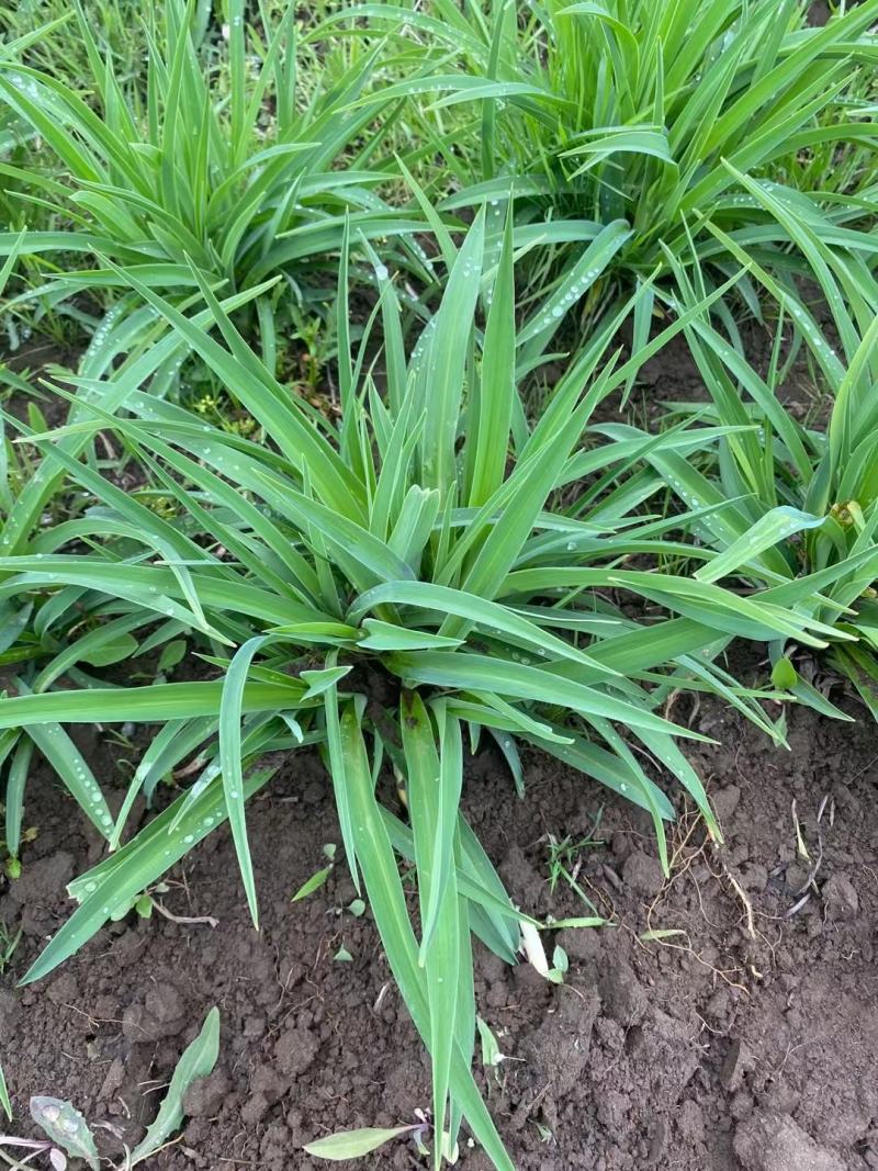 现苗金娃娃萱草东北辽宁大花萱草耐寒宿根花卉量大从优
