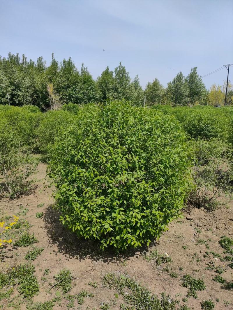 现苗金娃娃萱草东北辽宁大花萱草耐寒宿根花卉量大从优