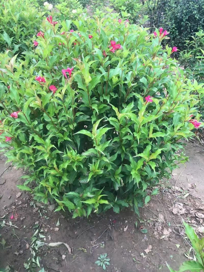 现苗金娃娃萱草东北辽宁大花萱草耐寒宿根花卉量大从优