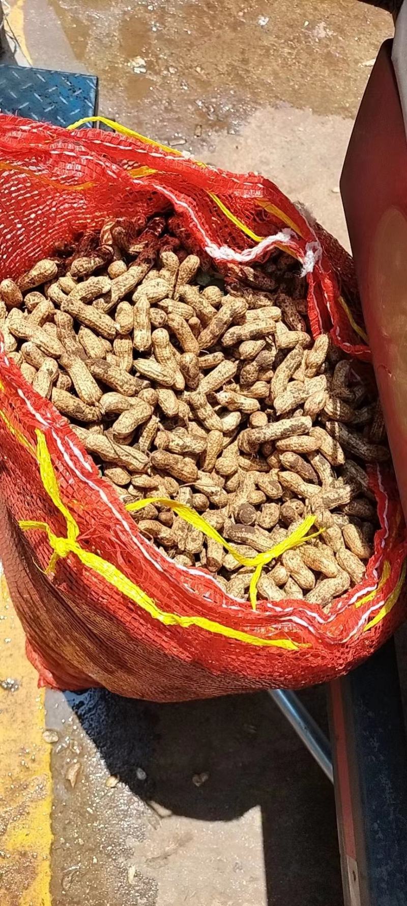 元谋县花生红米花生大量现货供应