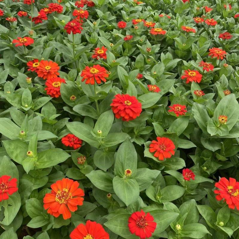 百日草百日草价格百日草批发百日草基地直销大量有货