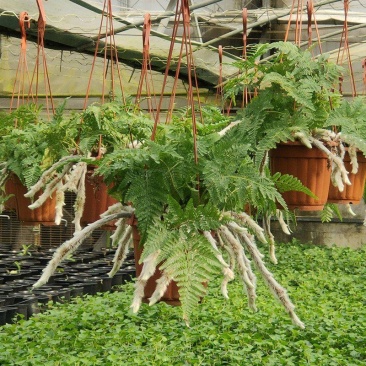 狼尾蕨日本粗狼尾盆栽喜阴耐寒室内办公桌面垂吊植物大型观赏