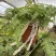 狼尾蕨日本粗狼尾盆栽喜阴耐寒室内办公桌面垂吊植物大型观赏