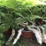 狼尾蕨日本粗狼尾盆栽喜阴耐寒室内办公桌面垂吊植物大型观赏
