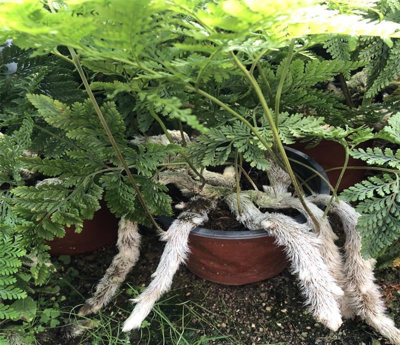 狼尾蕨日本粗狼尾盆栽喜阴耐寒室内办公桌面垂吊植物大型观赏