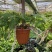 狼尾蕨日本粗狼尾盆栽喜阴耐寒室内办公桌面垂吊植物大型观赏