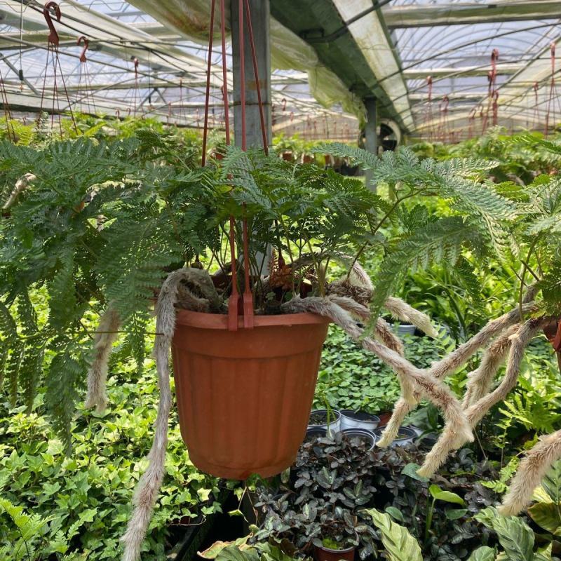 狼尾蕨日本粗狼尾盆栽喜阴耐寒室内办公桌面垂吊植物大型观赏