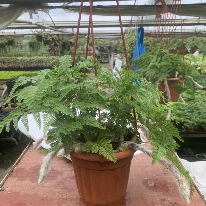 狼尾蕨日本粗狼尾盆栽喜阴耐寒室内办公桌面垂吊植物大型观赏