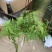 狼尾蕨日本粗狼尾盆栽喜阴耐寒室内办公桌面垂吊植物大型观赏