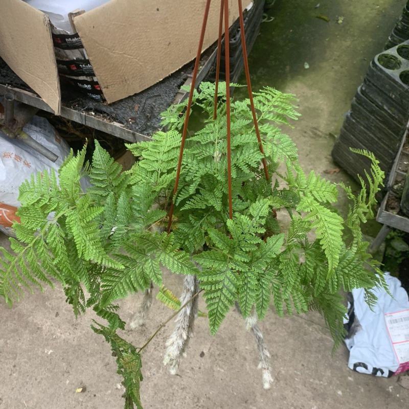 狼尾蕨日本粗狼尾盆栽喜阴耐寒室内办公桌面垂吊植物大型观赏