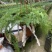 狼尾蕨日本粗狼尾盆栽喜阴耐寒室内办公桌面垂吊植物大型观赏