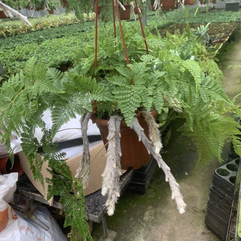 狼尾蕨日本粗狼尾盆栽喜阴耐寒室内办公桌面垂吊植物大型观赏