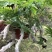 狼尾蕨日本粗狼尾盆栽喜阴耐寒室内办公桌面垂吊植物大型观赏