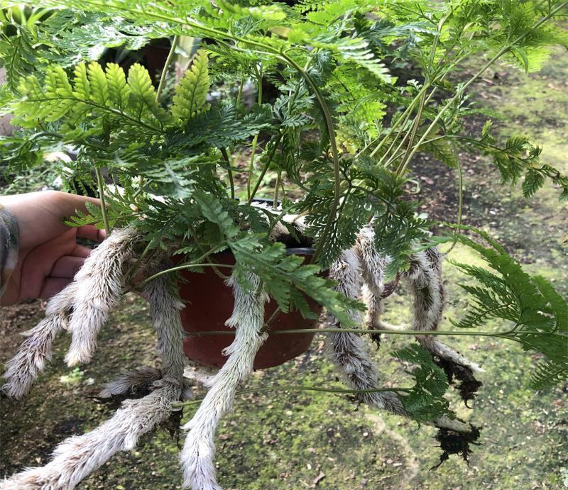 狼尾蕨日本粗狼尾盆栽喜阴耐寒室内办公桌面垂吊植物大型观赏