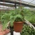 狼尾蕨日本粗狼尾盆栽喜阴耐寒室内办公桌面垂吊植物大型观赏