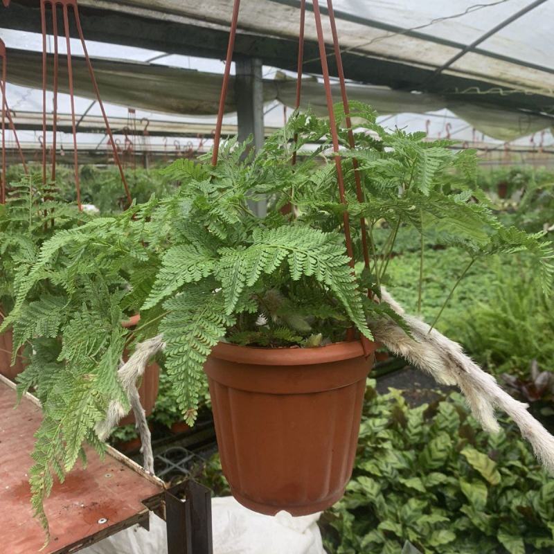 狼尾蕨日本粗狼尾盆栽喜阴耐寒室内办公桌面垂吊植物大型观赏