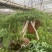 狼尾蕨日本粗狼尾盆栽喜阴耐寒室内办公桌面垂吊植物大型观赏