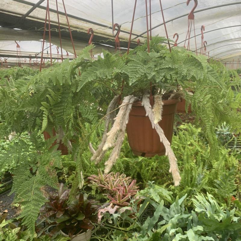 狼尾蕨日本粗狼尾盆栽喜阴耐寒室内办公桌面垂吊植物大型观赏