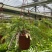 狼尾蕨日本粗狼尾盆栽喜阴耐寒室内办公桌面垂吊植物大型观赏