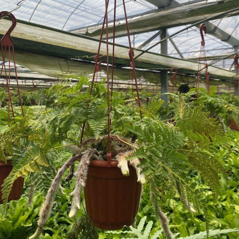 狼尾蕨日本粗狼尾盆栽喜阴耐寒室内办公桌面垂吊植物大型观赏