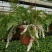 狼尾蕨日本粗狼尾盆栽喜阴耐寒室内办公桌面垂吊植物大型观赏