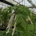 狼尾蕨日本粗狼尾盆栽喜阴耐寒室内办公桌面垂吊植物大型观赏