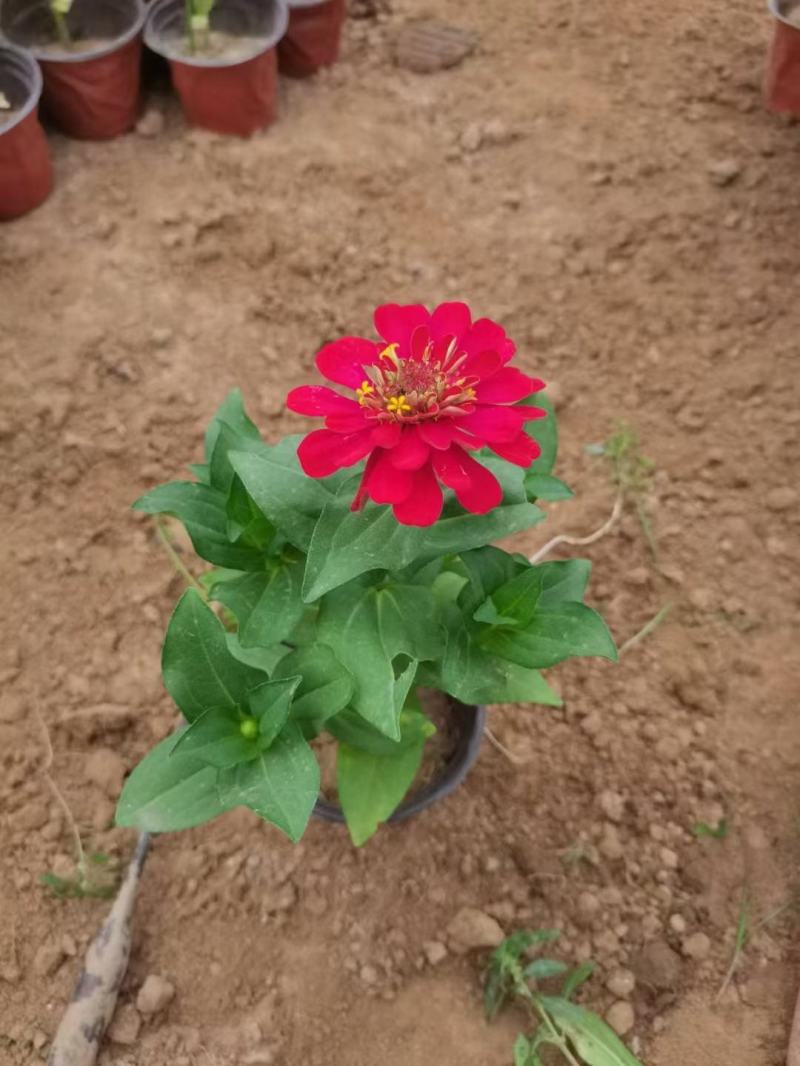 百日草百日草价格百日草批发百日草基地直销大量有货