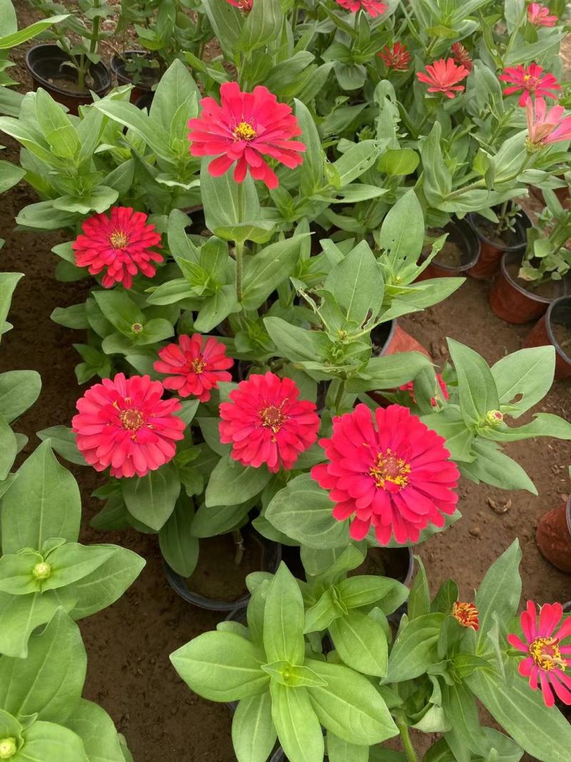 百日草百日草价格百日草批发百日草基地直销大量有货