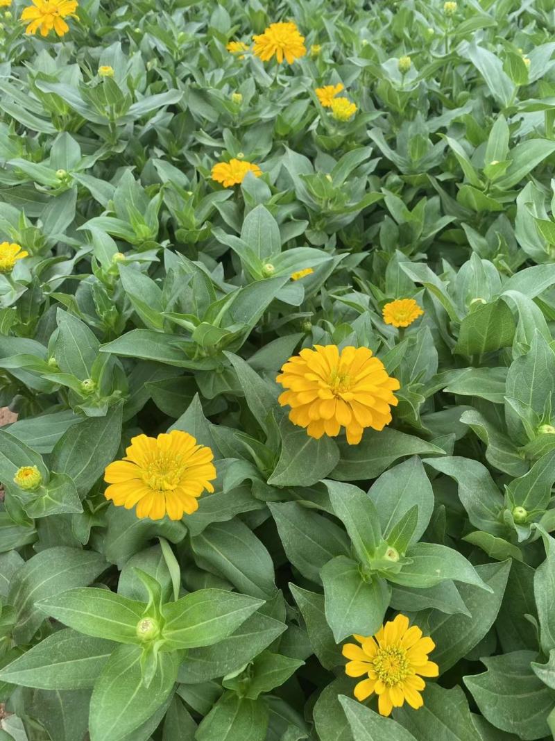 百日草百日草价格百日草批发百日草基地直销大量有货
