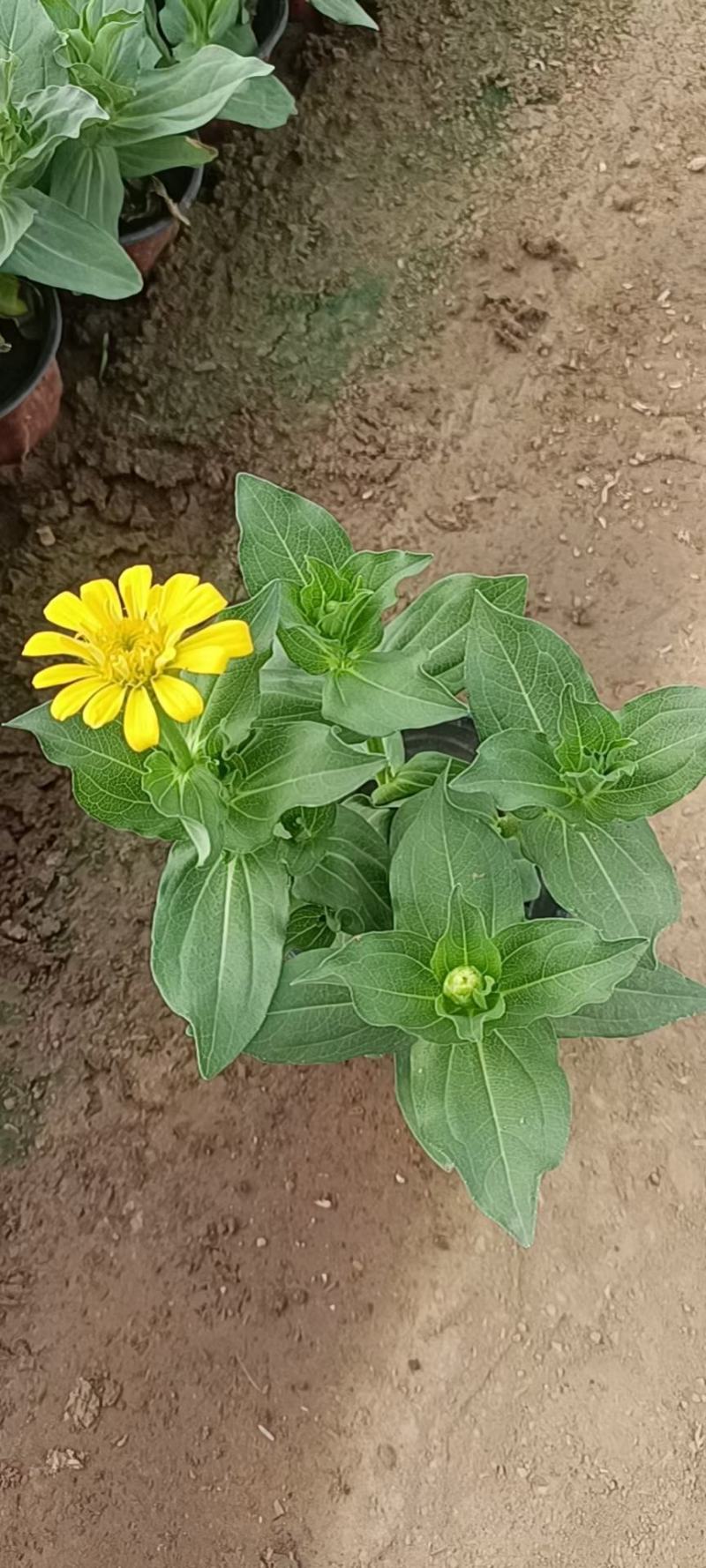 百日草百日草价格百日草批发百日草基地直销大量有货